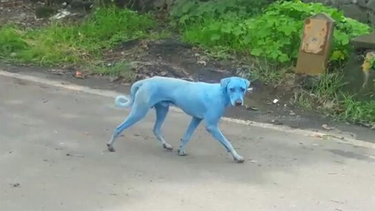 blue dogs