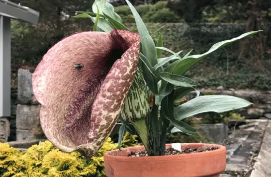 Esta Flor Imita El Ano De Un Caballo Muerto Para Atraer A Los Insectos