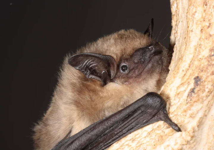 estos murcielagos tienen un pene tan gigantesco que lo usan como brazo durante el sexo pero no para la penetracion