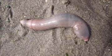 Miles De ‘peces Pene Aparecen En Una Playa De California