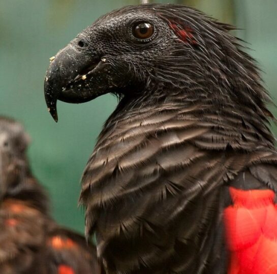 El Loro Dracula El Ave Mas Misterioso Que Existe