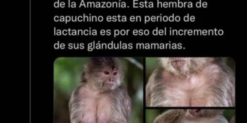 Los Monos Capuchinos Deberian Ser Eternos