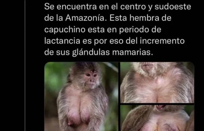 Los monos capuchinos deberían ser eternos.
