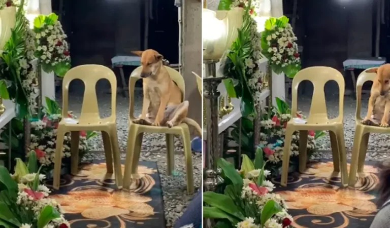 Perrito llora desconsolado durante el funeral de su dueña