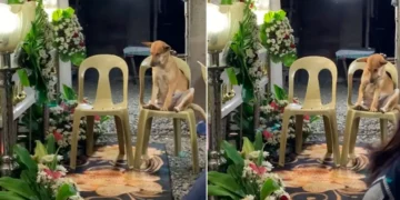 Perrito llora desconsolado durante el funeral de su dueña 31 Perrito Llora Desconsolado Durante El Funeral De Su Duena