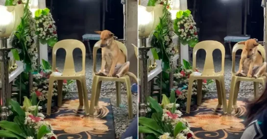 Perrito Llora Desconsolado Durante El Funeral De Su Duena