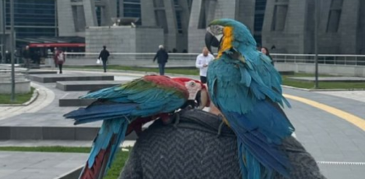 Se entera de que su mujer le es infiel por culpa de sus loros y el caso acaba en juicio! 3 se entera de que su mujer le es infiel por culpa de sus loros y el caso acaba en juicio