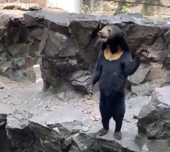 Un Zoo De China Desmiente Que Su Oso Sea Un Senor Disfrazado