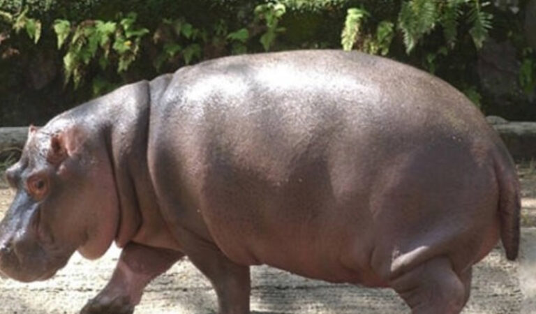 Un hipopótamo salió de México siendo macho y al llegar a Japón era hembra