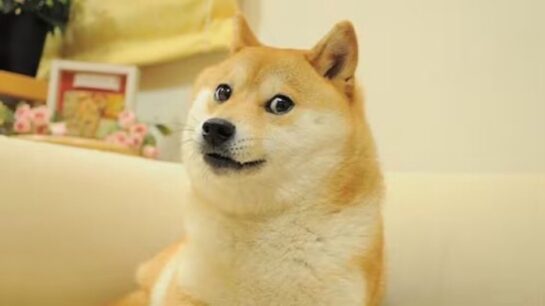 Kabosu El Iconico Shiba Inu Que Inspiro Innumerables Memes De Doge Ha Muerto A Los 18 Anos