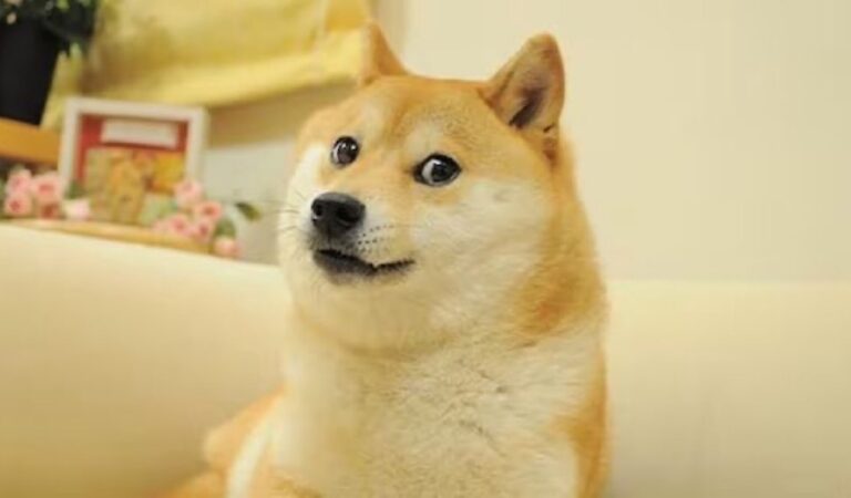 Kabosu, el icónico Shiba Inu que inspiró innumerables memes de Doge, ha muerto a los 18 años.