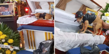 Perrito Acude a Funeral de su Dueño que Murió en Accidente en Moto.. ¡Lo Despidió! 18 Perrito Acude A Funeral De Su Dueno Que Murio En Accidente En Moto ¡lo Despidio