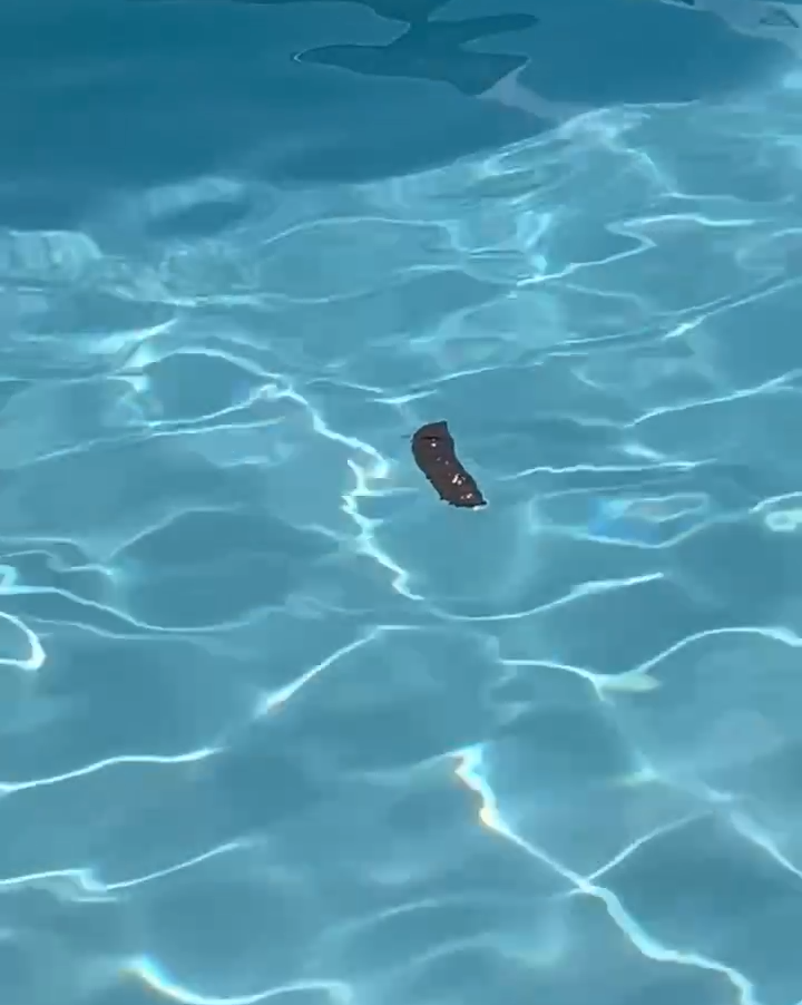 Cuidado Con El Popodrilo