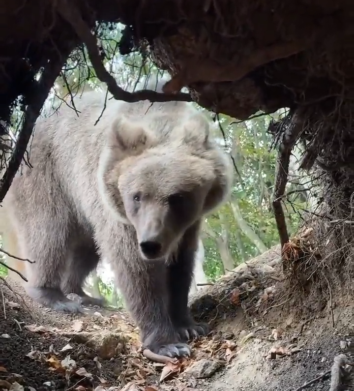 Este Chico Entro A Una Cueva En El Bosque Y Llego Su Dueno