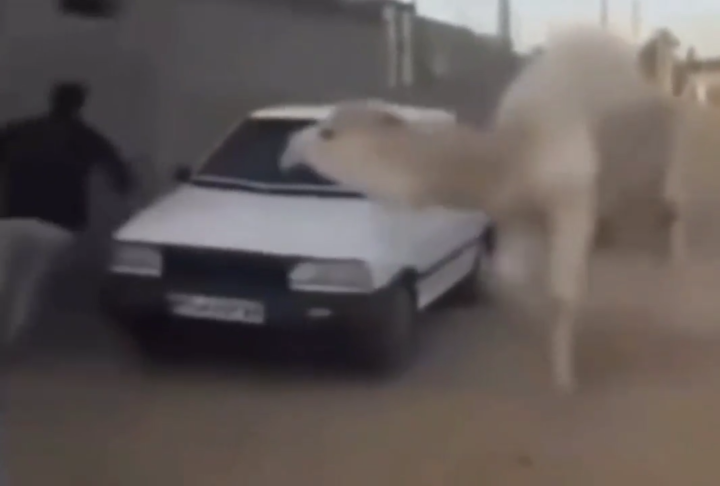 los camellos no se andan con mamadas