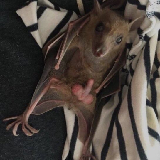 Me He Comprado Un Loro Alguien Sabe Como Ensenarle A Hablar