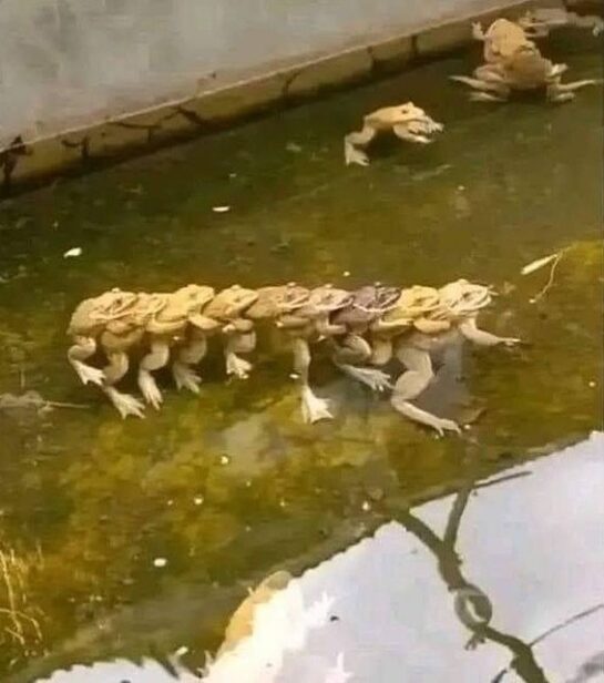 Se pusieron raros los sapos del estanque... 1 Se Pusieron Raros Los Sapos Del Estanque