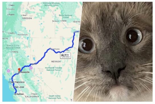 Un Gato Perdido Hace 2 Meses A 1500km De Su Casa Ha Vuelto Y Nadie Sabe Como