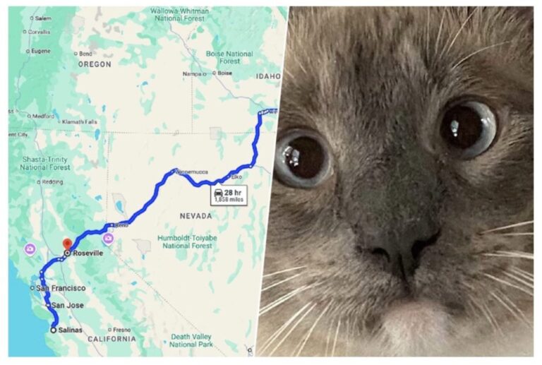 Un Gato Perdido Hace 2 Meses A 1500km De Su Casa Ha Vuelto Y Nadie Sabe Como