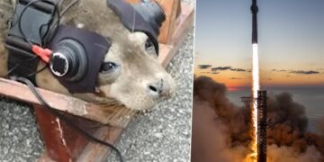 Atar dos focas y obligarlas a escuchar explosiones la extraña petición que recibió SpaceX de las autoridades según Elon Musk