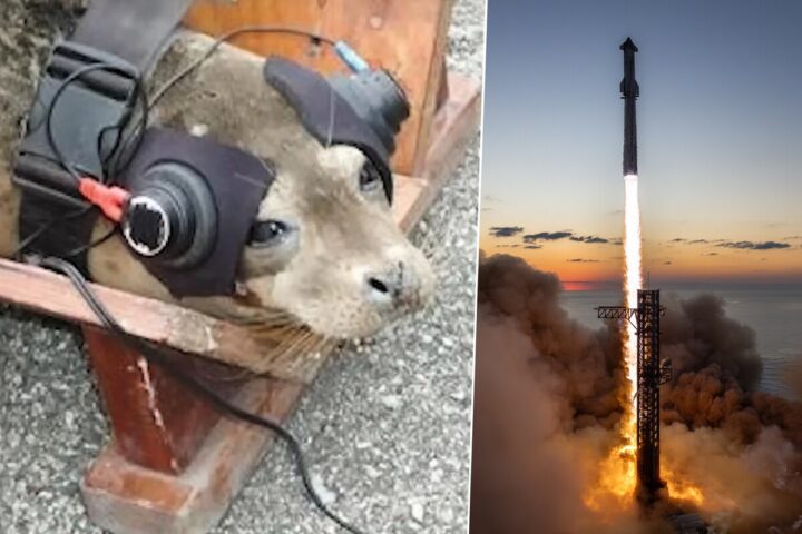 Atar dos focas y obligarlas a escuchar explosiones la extraña petición que recibió SpaceX de las autoridades según Elon Musk