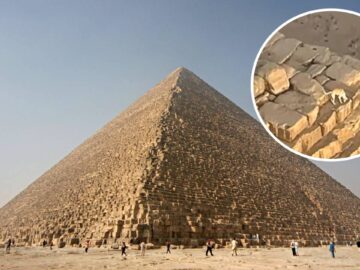 Perro es visto en la cima de la Gran Pirámide de Giza y nadie sabe cómo llegó ahí