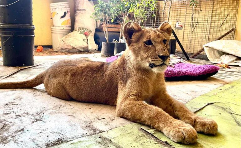 Me pareció ver un lindo gatito Aseguran un cachorro de león en Edomex