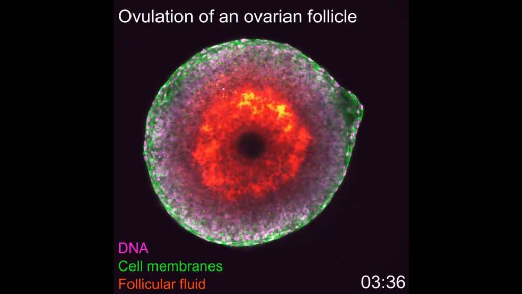 Por primera vez se obtienen imágenes de la ovulación