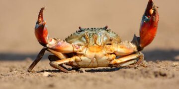 Los animales continúan evolucionando inexplicablemente hasta convertirse en cangrejos ¿También le sucederá a los humanos?