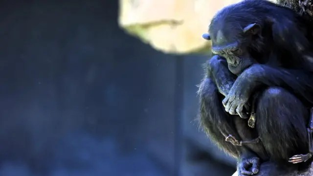 El duelo de Natalia La chimpancé que no soltó a su cría fallecida tras siete meses