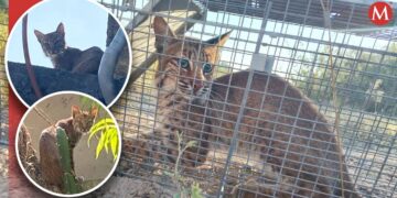 Lince ingresa casa de familia en Reynosa; piden ayuda para capturarlo- Grupo Milenio