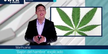 Noticias X-Press  / Marihuana: "Bajón del hambre" explicado