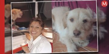 Perrito viaja de Altamira a Durango para reunirse con su familia- Grupo Milenio