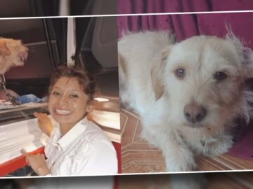 Perrito viaja de Altamira a Durango para reunirse con su familia Grupo Milenio