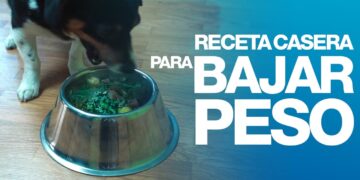 Receta para perros que necesitan bajar de peso