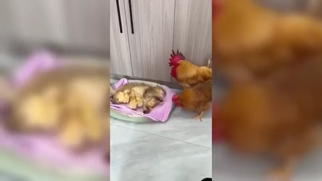 Una gallina intenta recuperar sus pollitos acurrucados junto a un gato