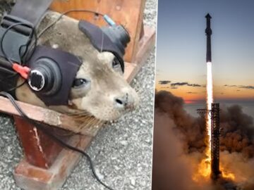 Atar Dos Focas Y Obligarlas A Escuchar Explosiones La Extrana Peticion Que Recibio Spacex De Las Autoridades Segun Elon Musk