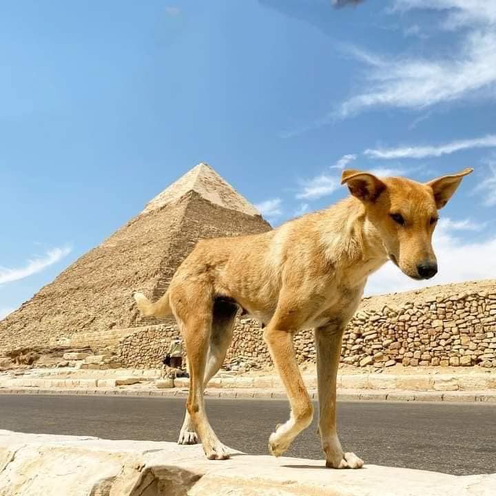 El perro Baladi que conquistó la Gran Pirámide se convierte en sensación global. 3 El perro Baladi que conquistó la Gran Pirámide se convierte en sensación global