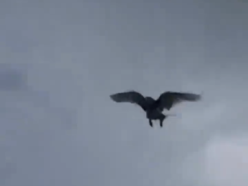 Paloma Haciendo Una Llegada Triunfal