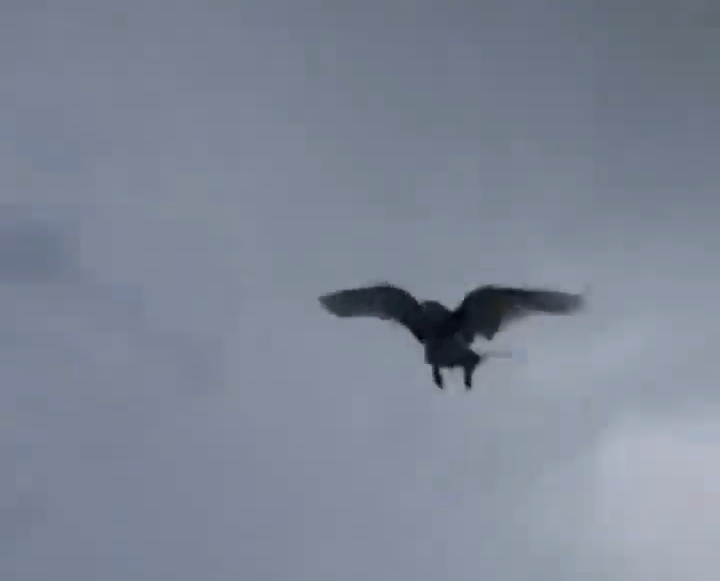 Paloma Haciendo Una Llegada Triunfal