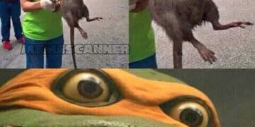 Ratas Chinas Que Podrian Ensenarte Artes Marciales