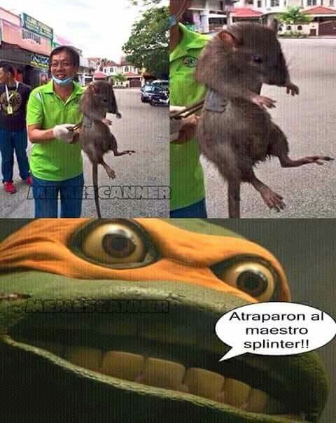 Ratas chinas que podrían enseñarte artes marciales. 2 Ratas Chinas Que Podrian Ensenarte Artes Marciales