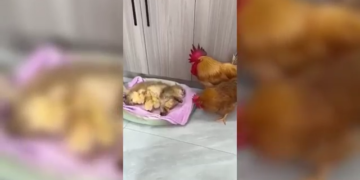 Una Gallina Intenta Recuperar Sus Pollitos Acurrucados Junto A Un Gato