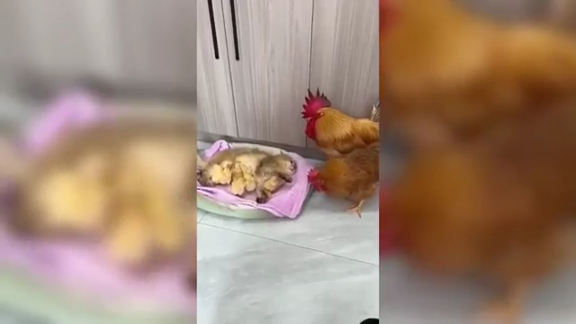 Una Gallina Intenta Recuperar Sus Pollitos Acurrucados Junto A Un Gato
