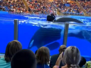 Una Orca Le Manda Un Mensaje A Los Espectadores Los Odio
