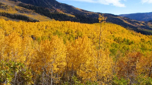 En Pando, los álamos se clonaron una y otra vez durante miles de años