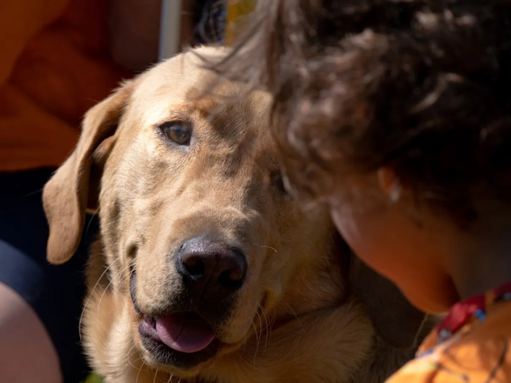 Investigación revela que nuestro cerebro se conecta con el de nuestro perro cuando lo miramos