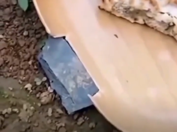 Dejando A Una Hormiga En Ridiculo Con Sus Amigas