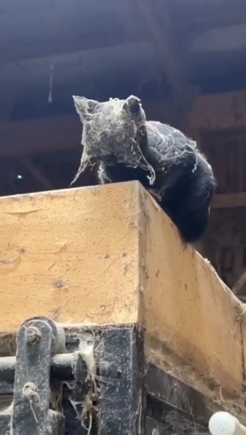 El Premio Al Disfraz De Jaloguin Es Para El Michis