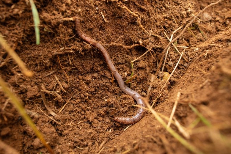 Las fibras ecológicas son realmente más seguras que los plásticos Un estudio revela una preocupante realidad